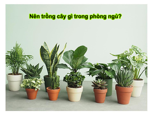 nên trồng cây gì trong phòng ngủ